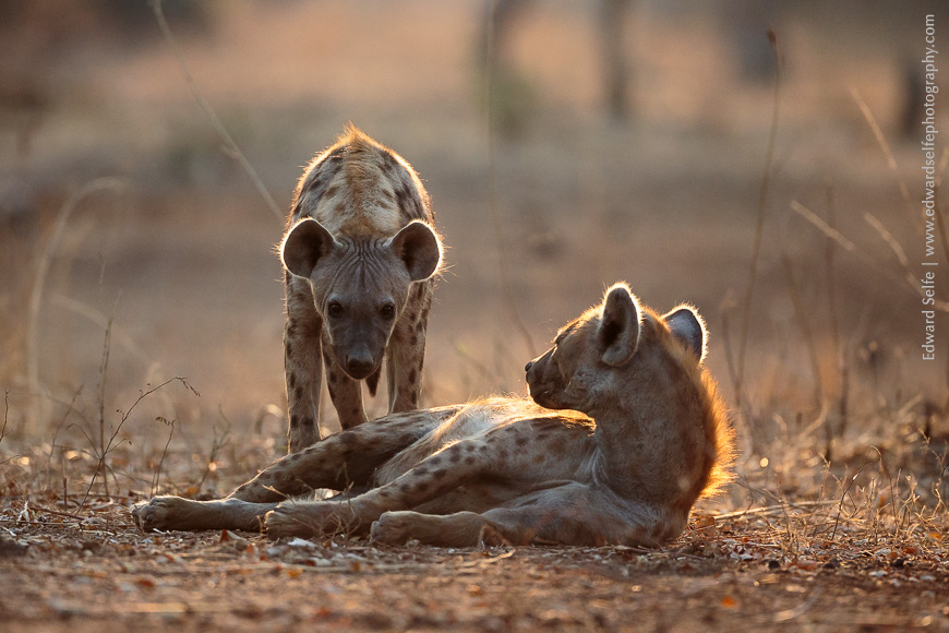 Two hyaenas wait for the chance to share in a lions’ buffalo kill.