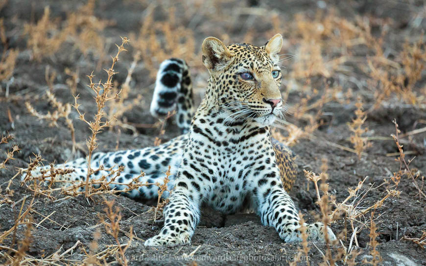 Wildlife image from photo safari with edward selfe in south luangwa national park.