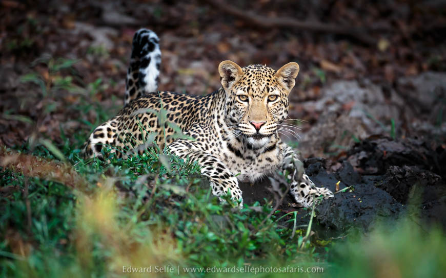 Wildlife image from a photo safari with edward selfe.