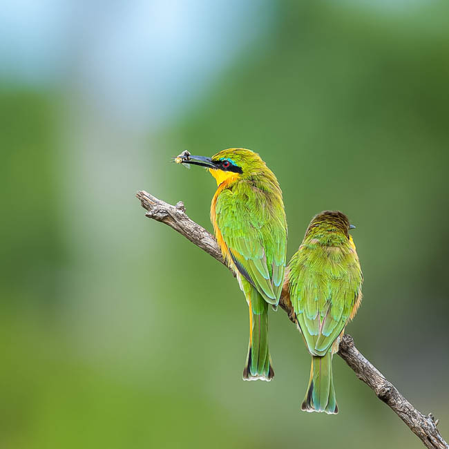Wildlife image from South Luangwa by Mike White