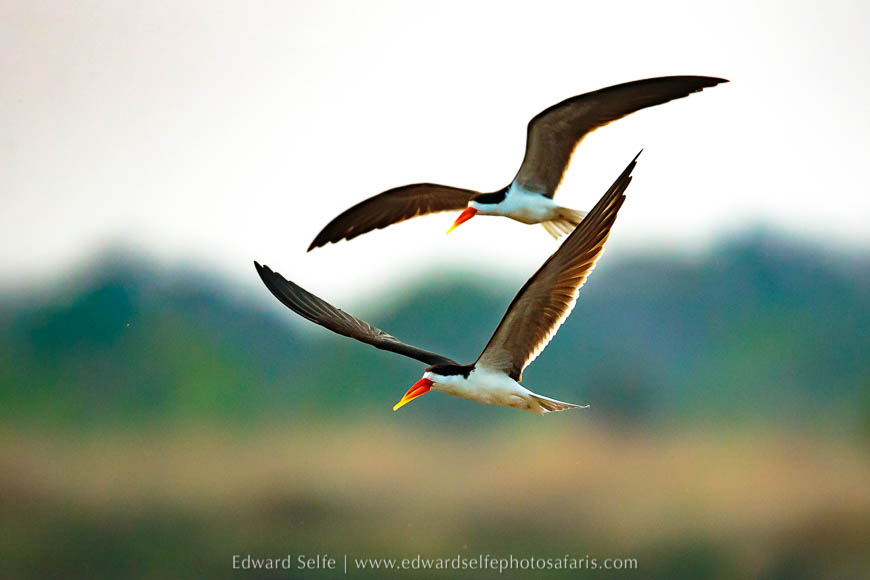 Wildlife image from a photo safari with edward selfe.