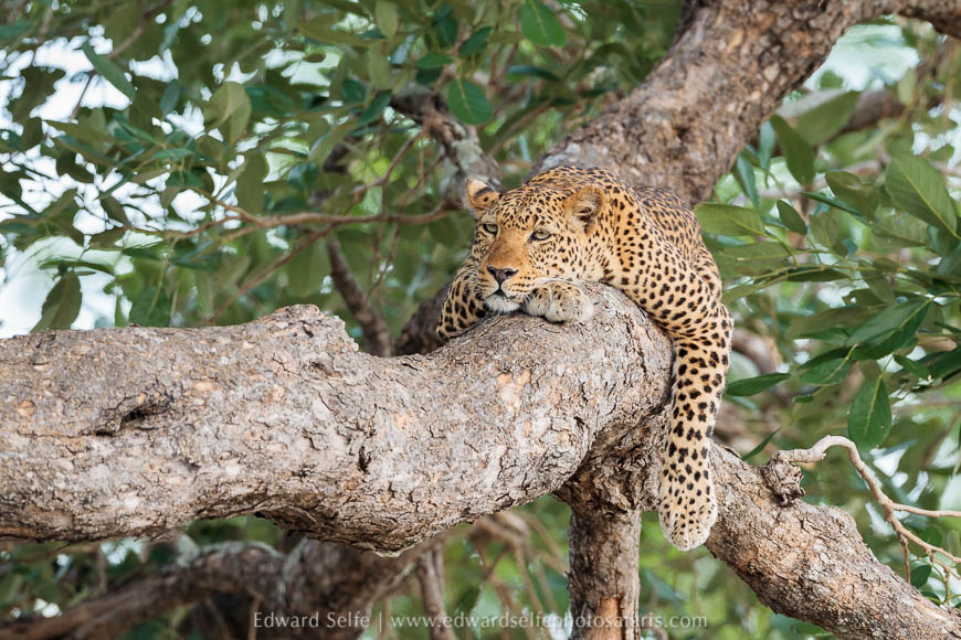 Wildlife image from photo safari with edward selfe in south luangwa national park.