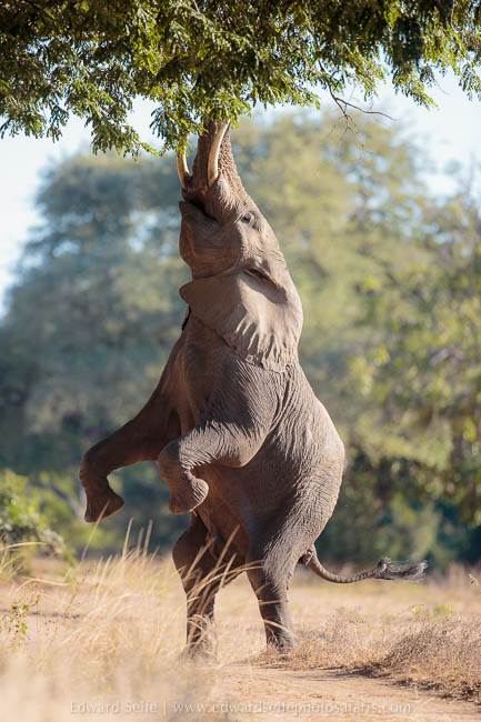 Wildlife image on photo safari with edward selfe in south luangwa national park.