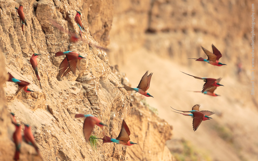 Southern Carmine bee-eaters launch from the river bank in a flurry of red.