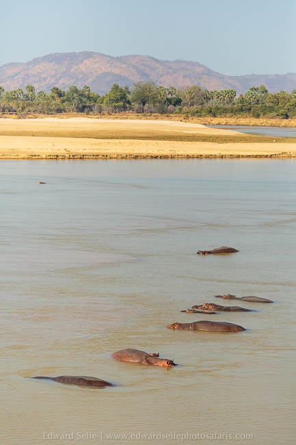 Wildlife image from photo safari with edward selfe in south luangwa national park.