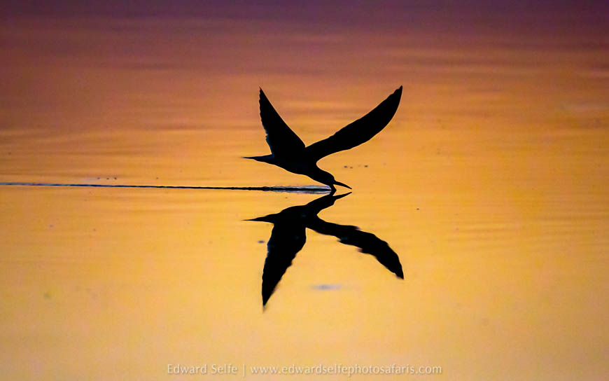 Wildlife image from a photo safari with edward selfe.