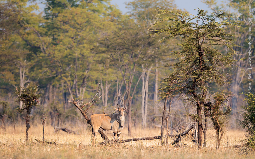 An eland bull observes me closely in the Nsefu Sector of South Luangwa.