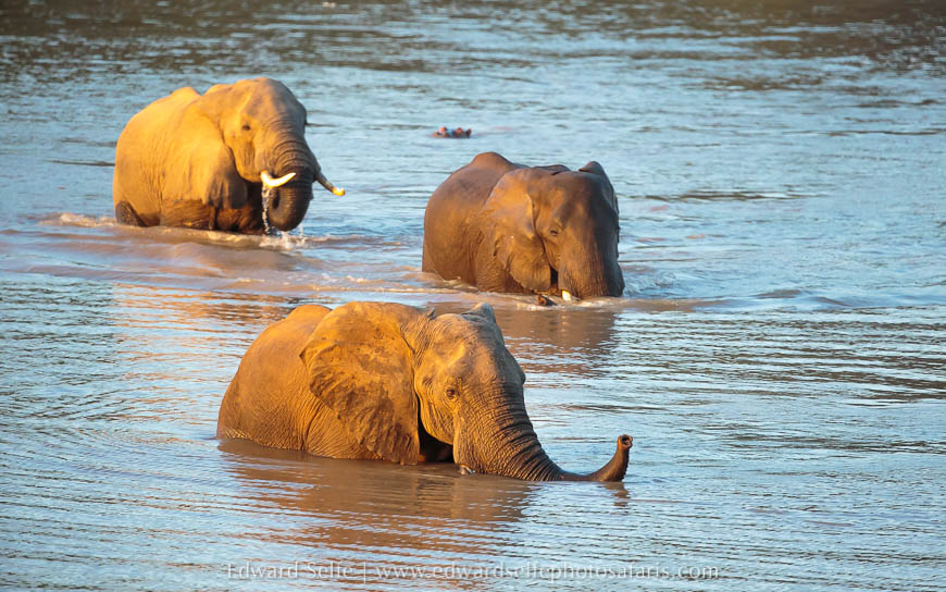 Wildlife image from photo safari with edward selfe.