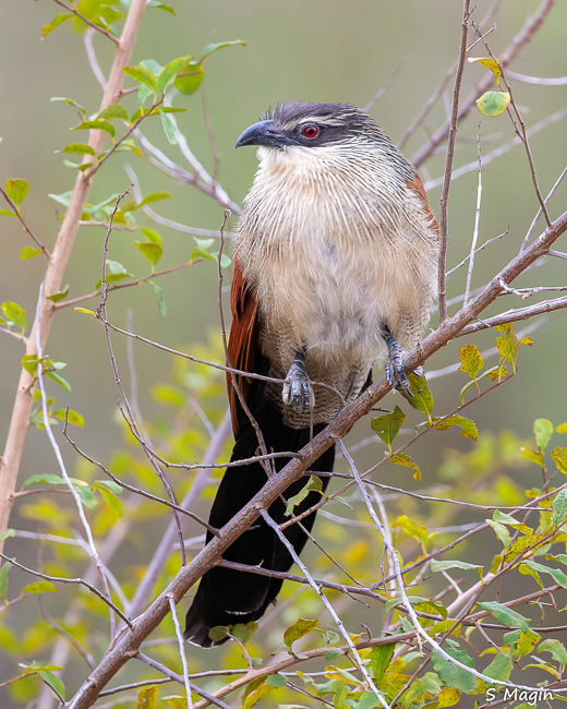 Wildlife image by Sharon Magin from photo safari in Zambia with Edward Selfe.