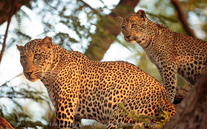 Wildlife image from photo safari with edward selfe.