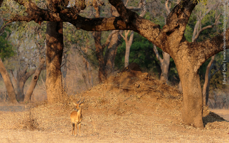 A puku in soft afternoon light, framed by a Sausage tree.