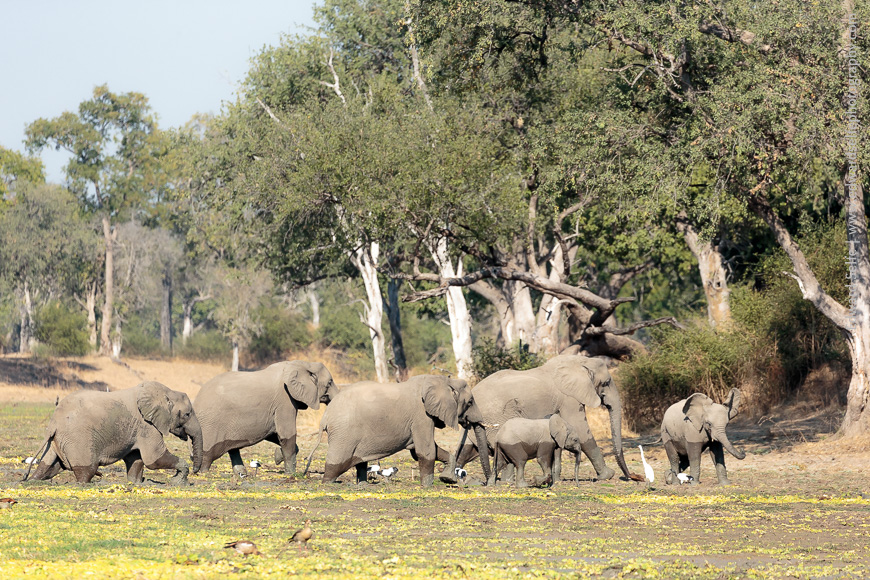 Elephants splash through mwana lunga lagoon in the South Luangwa National Park.