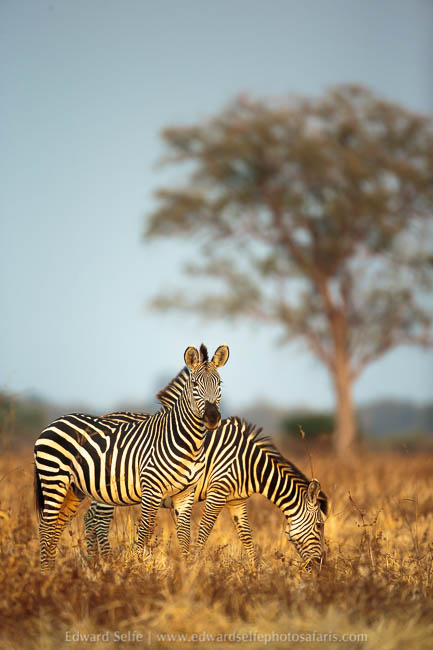 Wildlife image from a photo safari with edward selfe.