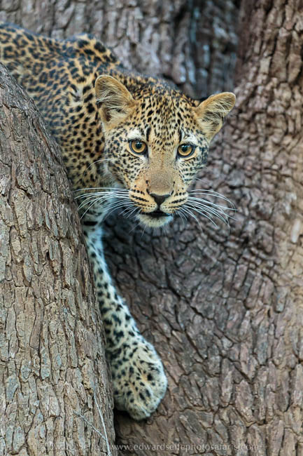 Wildlife image from photo safari with edward selfe.