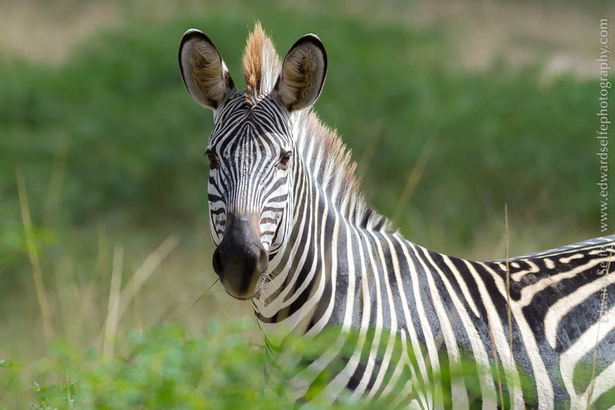 A zebra peeks through vegetation on safari in South Luangwa National Park.