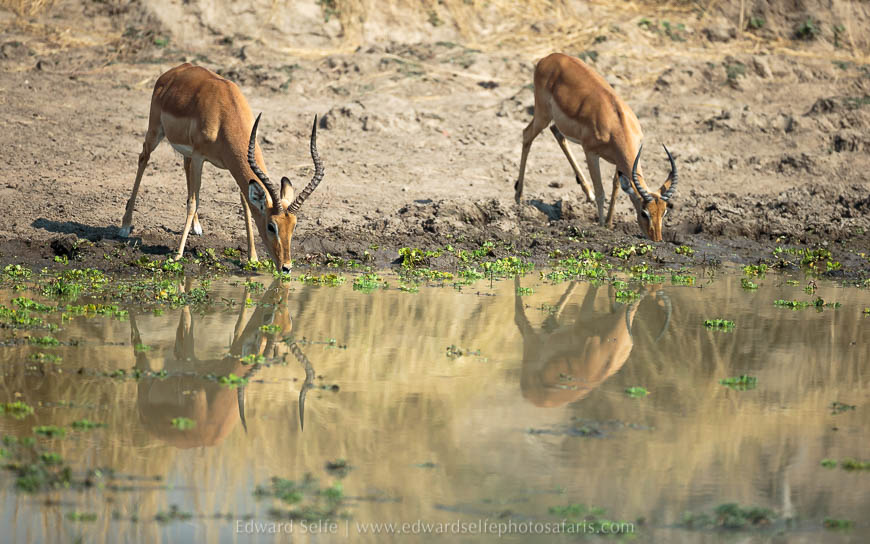 Wildlife image from photo safari with edward selfe in south luangwa national park.
