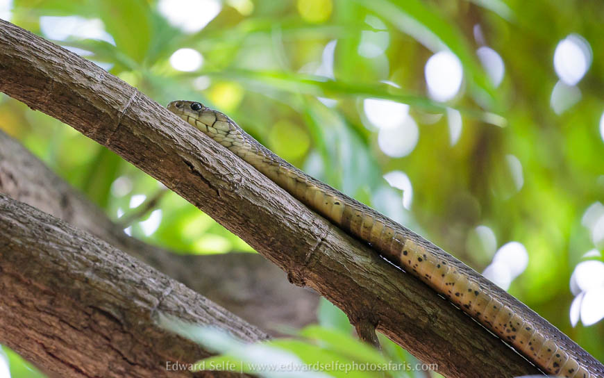 Wildlife image from photo safari with edward selfe.