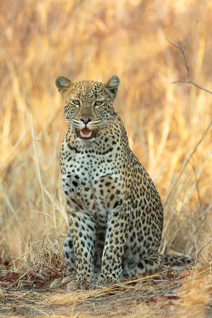 Wildlife image from photo safari with edward selfe safaris.