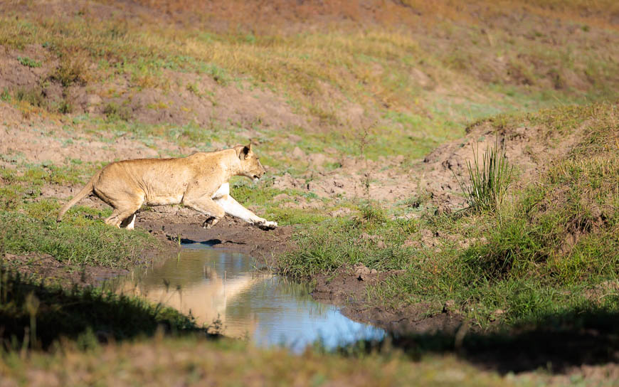 Images of wildlife from photo safari with edward selfe in south luangwa.