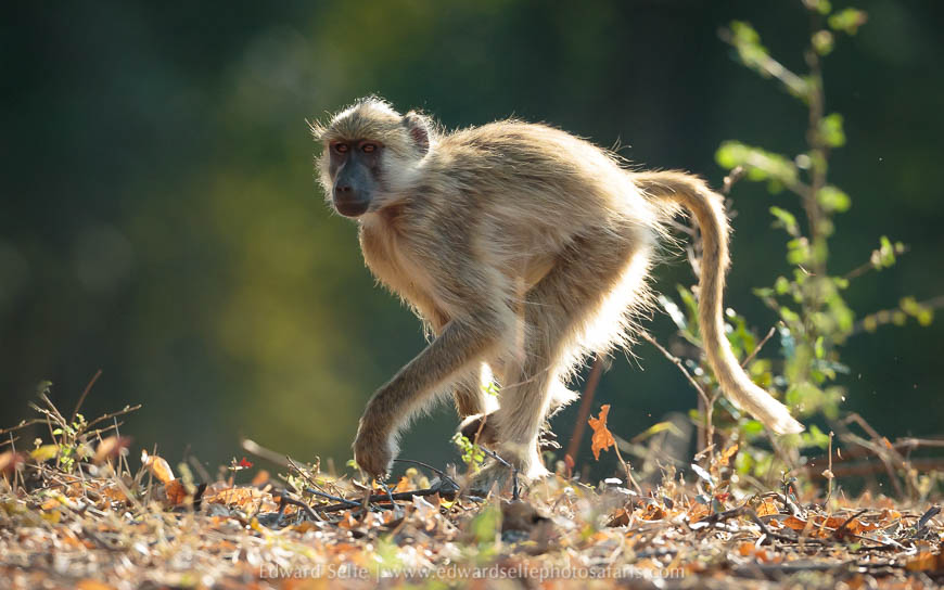 Wildlife image from a photo safari with edward selfe.
