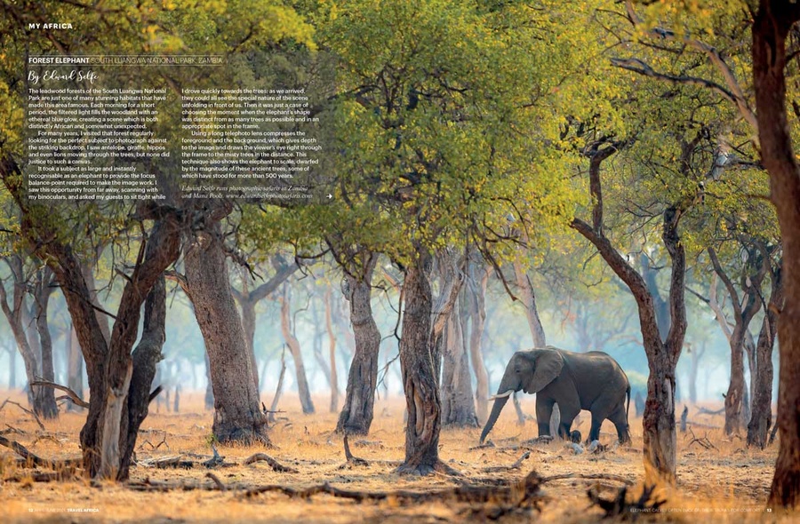 Image of elephant in the forest south luangwa by edward selfe.