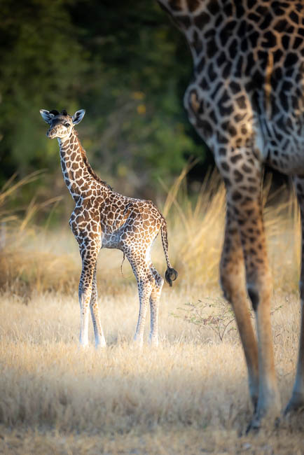 Images of wildlife from photo safari with edward selfe in south luangwa.