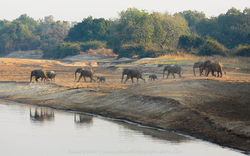 Wildlife image from photo safari with edward selfe in south luangwa national park.