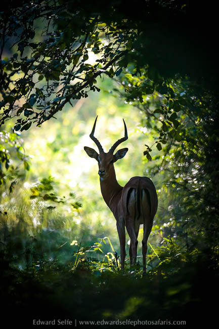 Wildlife image from photo safari with edward selfe.