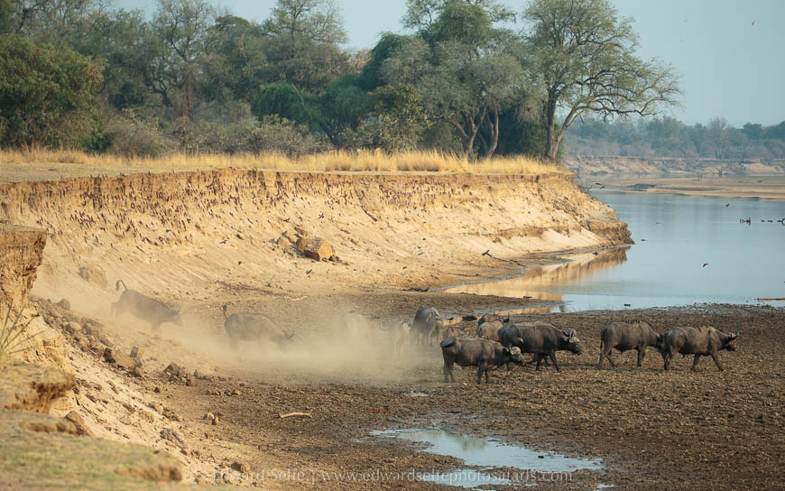 Wildlife image from photo safari with edward selfe in south luangwa national park.