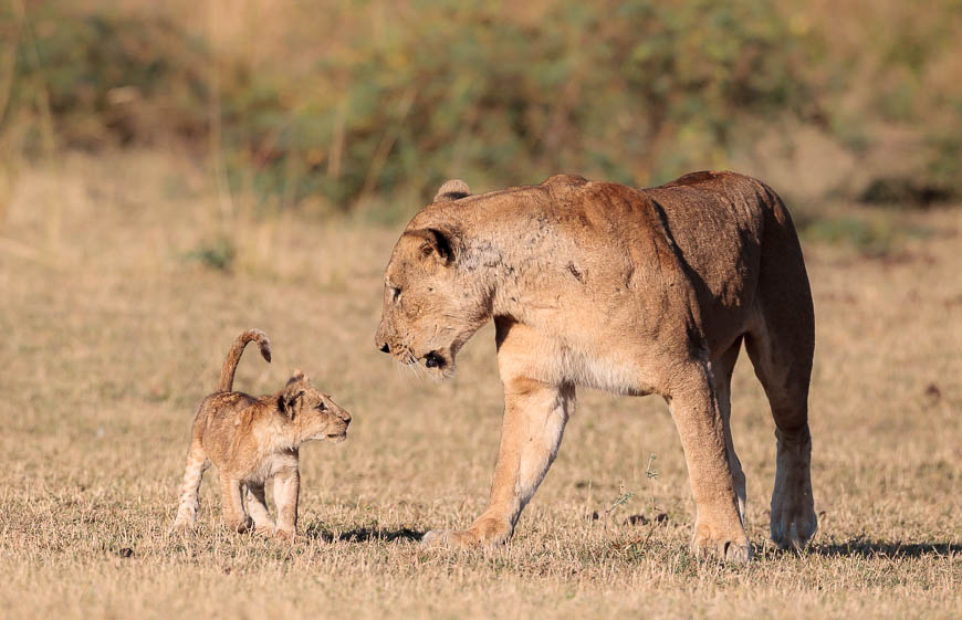 Wildlife image from photo safari with edward selfe in south luangwa national park.
