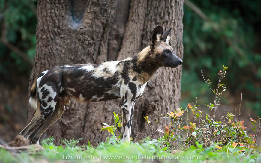 Wildlife image from photo safari with edward selfe.