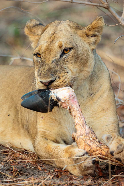Wildlife image from photo safari with edward selfe in south luangwa national park.