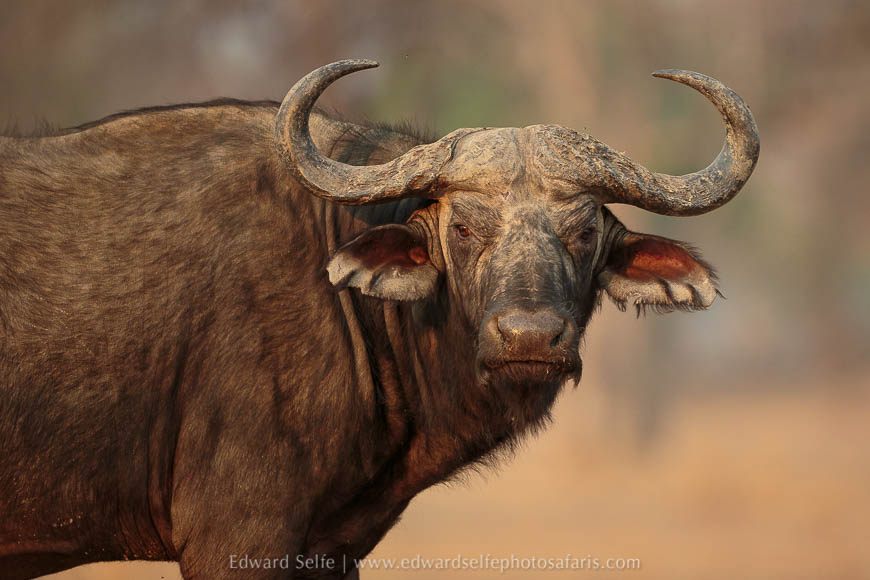 Wildlife image on photo safari with edward selfe in south luangwa national park.