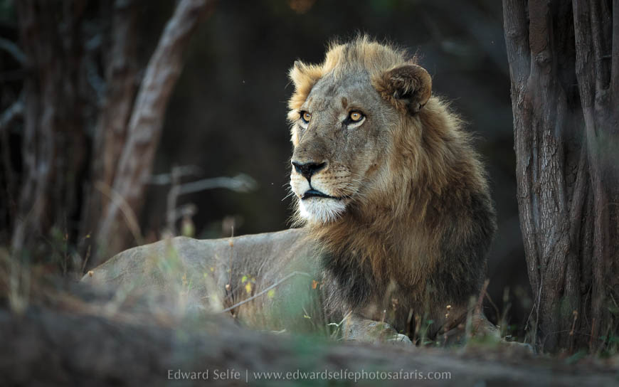 Wildlife image from photo safari with edward selfe in south luangwa national park.