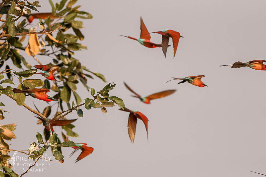 Wildlife image from photo safari with edward selfe in south luangwa national park.