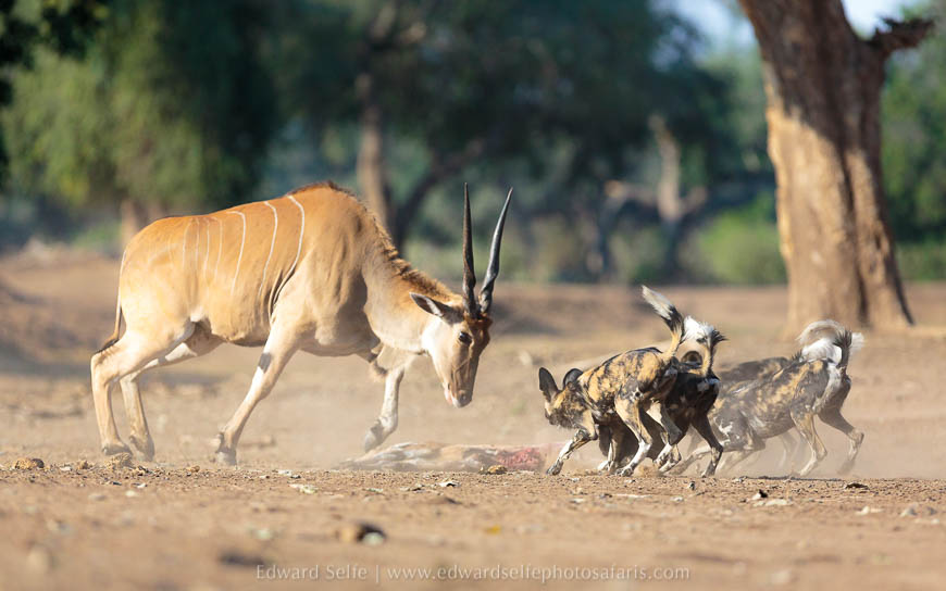 Wildlife image from photo safari with edward selfe safaris.
