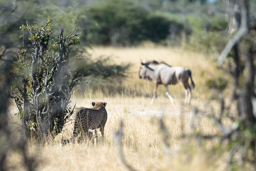 Images of wildlife from photo safari with edward selfe