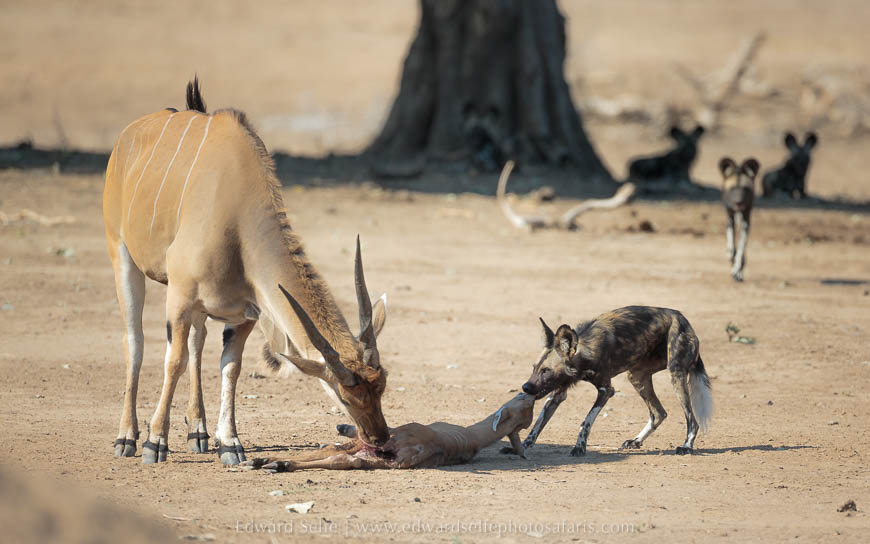 Wildlife image from photo safari with edward selfe safaris.