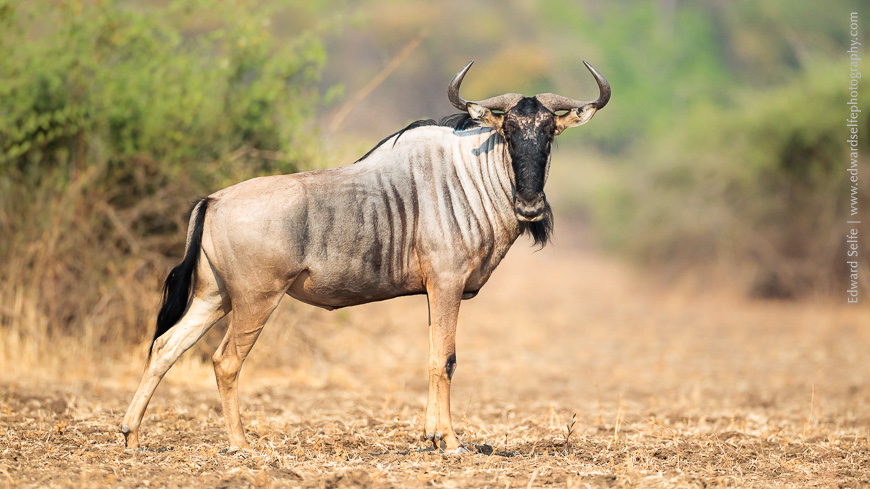 A bull Wildebeest stands broadside showing the impressive muscles and markings along his neck.