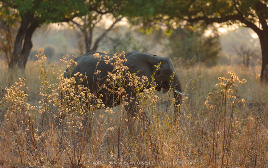 Wildlife image from photo safari with edward selfe in south luangwa national park.
