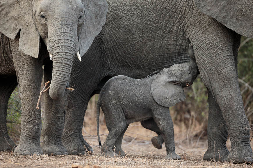 Wildlife image from photo safari with edward selfe in south luangwa national park.