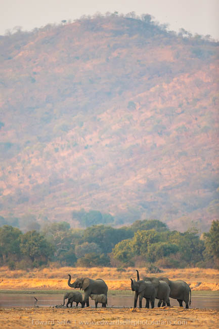 Elephants cross the river on photo safari in south luangwa national park.