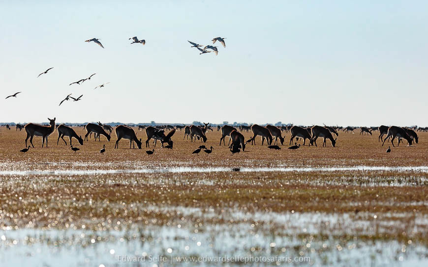 Wildlife image from a photo safari with edward selfe.