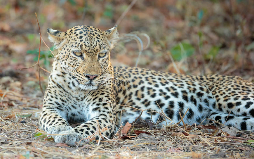 Wildlife image from photo safari with edward selfe in south luangwa national park.