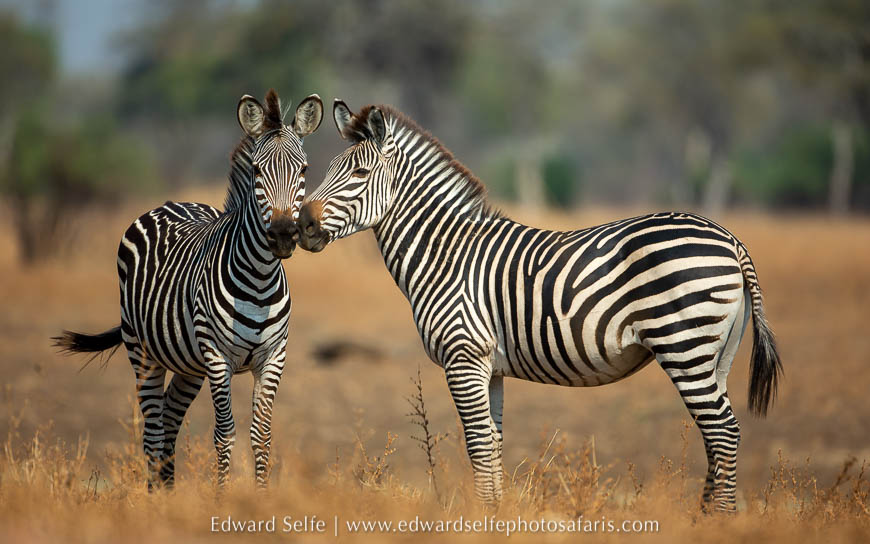 Wildlife image from photo safari with edward selfe.