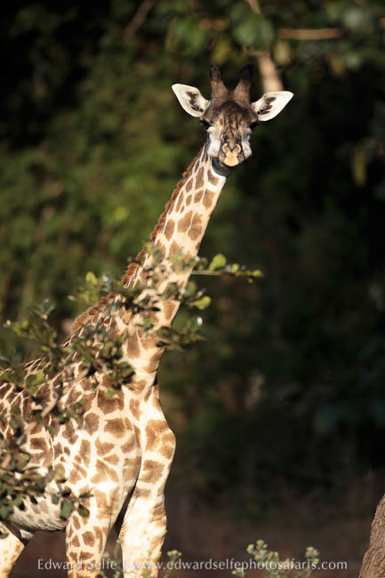Wildlife image from photo safari with edward selfe.