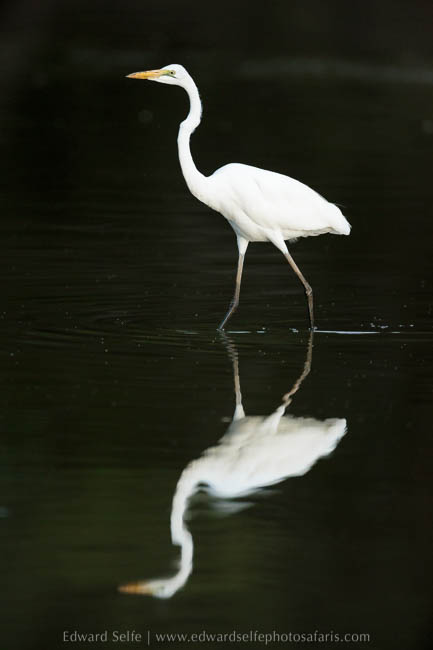 Wildlife image from photo safari with edward selfe in south luangwa national park.
