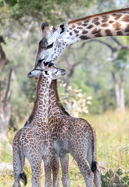 A group of giraffe in South Luangwa National Park.