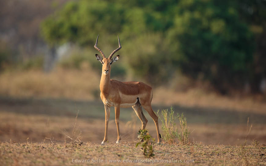 Wildlife image from photo safari with edward selfe in south luangwa national park.