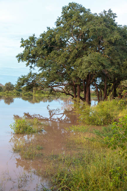 Wildlife image from photo safari with edward selfe in south luangwa national park.
